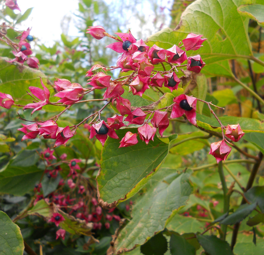 Изображение особи Clerodendrum trichotomum.