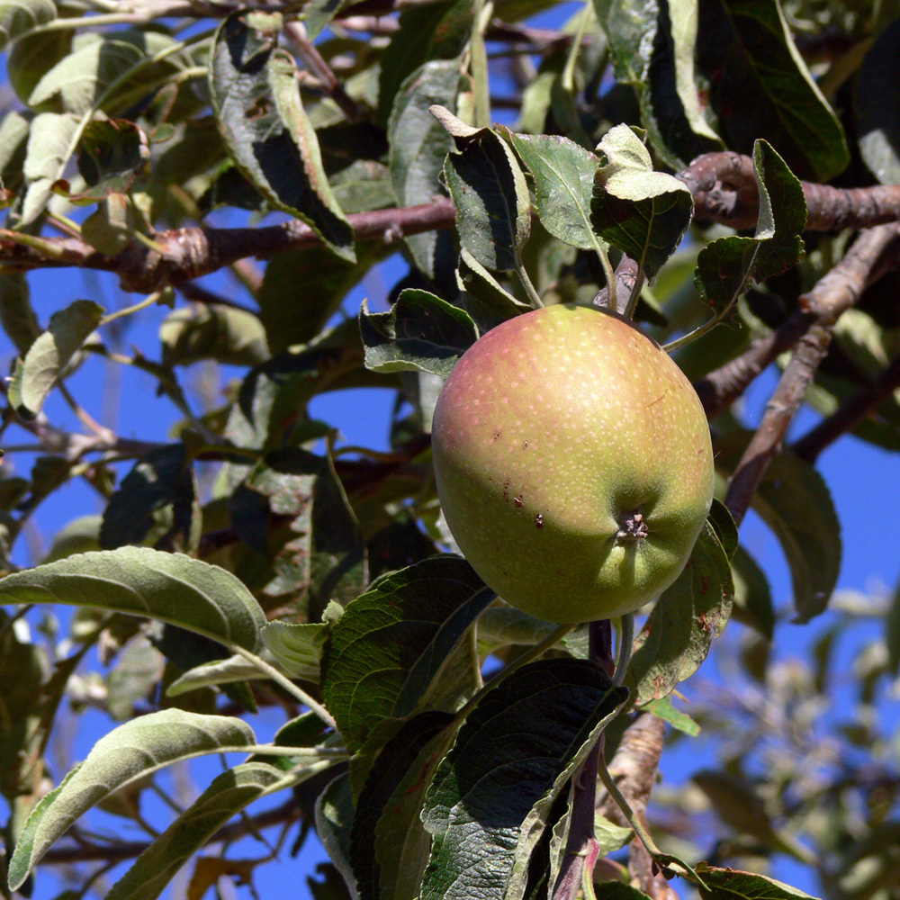 Изображение особи Malus domestica.