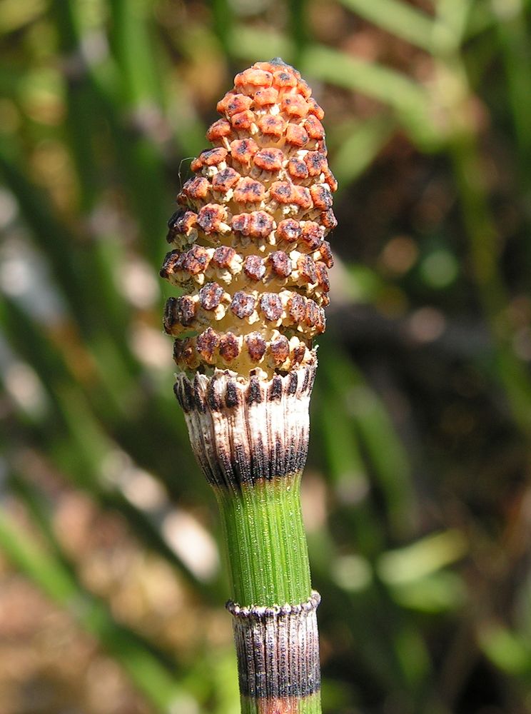 Image of Equisetum hyemale specimen.