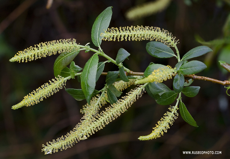 Изображение особи Salix triandra.