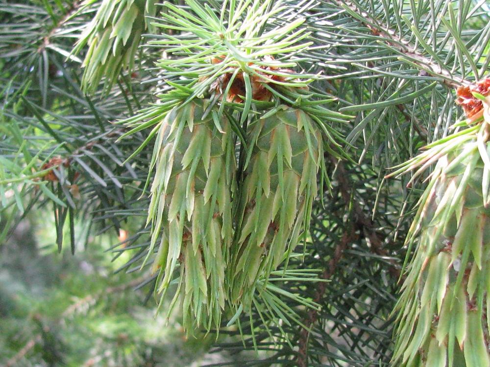 Image of Pseudotsuga menziesii specimen.