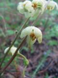 Pyrola chlorantha