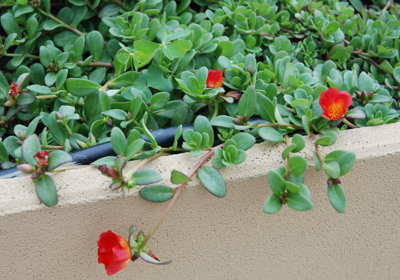 Image of genus Portulaca specimen.