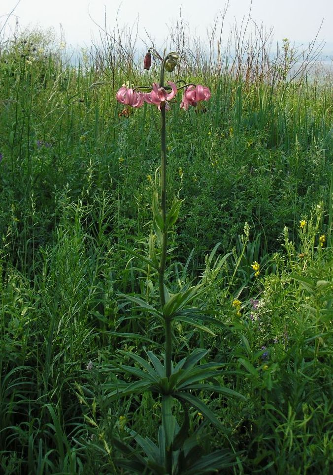 Изображение особи Lilium pilosiusculum.