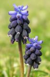 Muscari neglectum