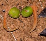 Cycas thouarsii