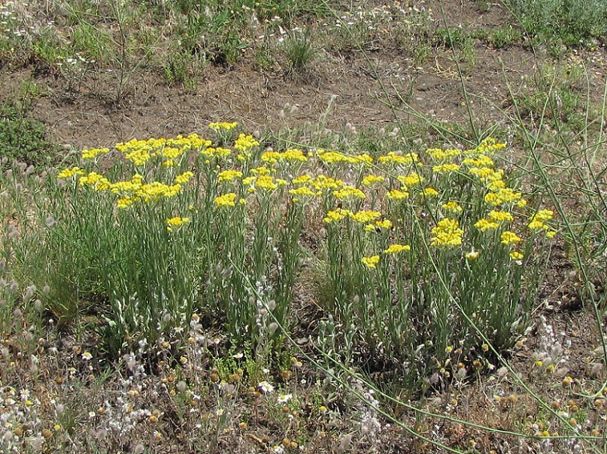 Изображение особи Helichrysum arenarium.