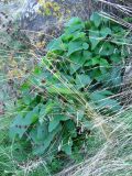 Phlomoides tuberosa