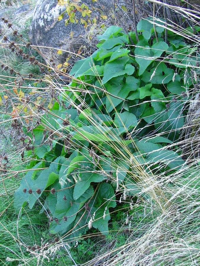 Изображение особи Phlomoides tuberosa.