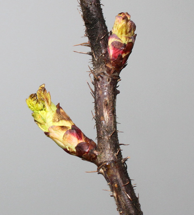 Image of Rosa rugosa specimen.