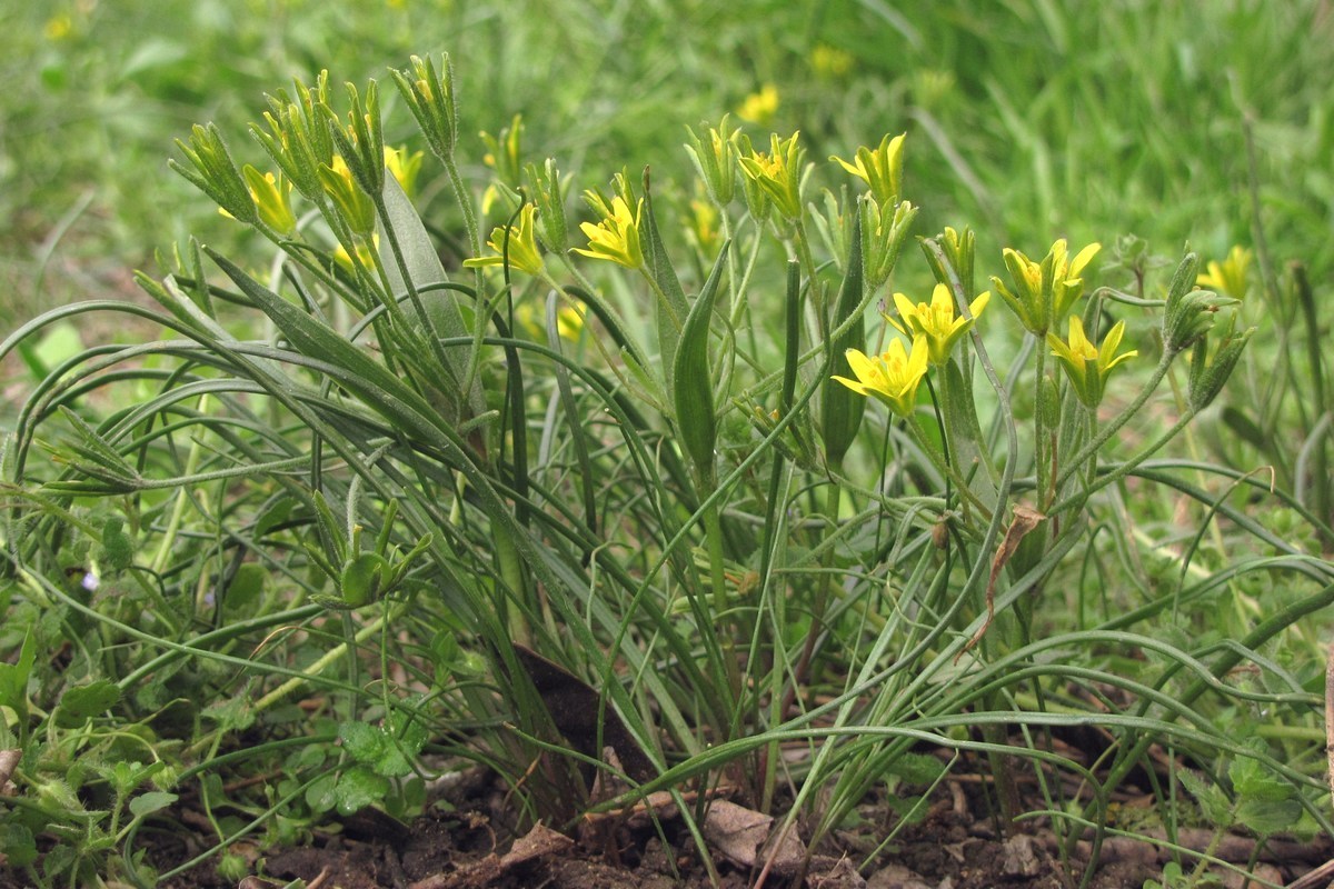 Изображение особи Gagea villosa.