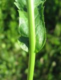 Rorippa austriaca. Основание листа. Видны характерные стеблеобъемлющие \"ушки\". Крым, Симферополь. 20 мая 2009 г.