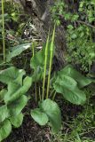 Arum korolkowii