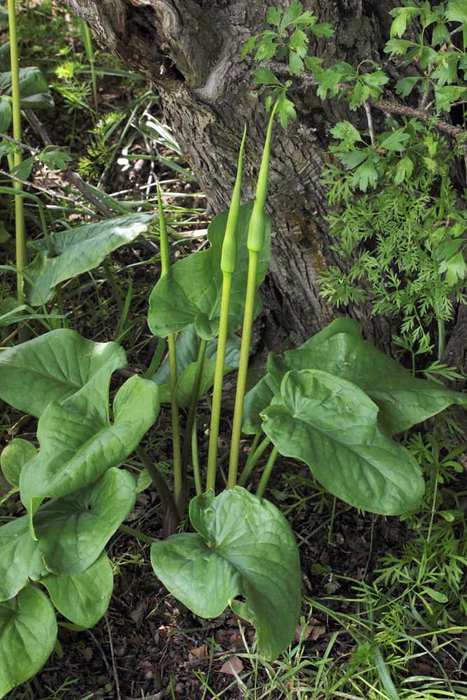 Изображение особи Arum korolkowii.