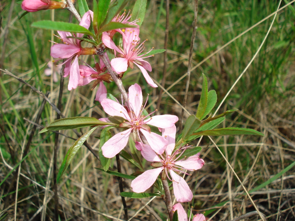 Изображение особи Amygdalus nana.