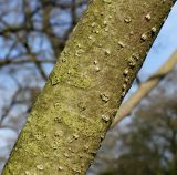 Magnolia officinalis