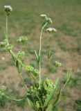 Valerianella coronata