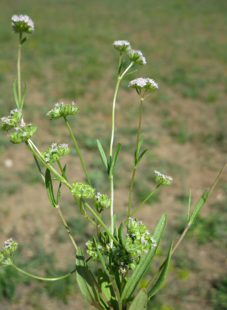 Изображение особи Valerianella coronata.