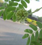 Albizia lebbeck