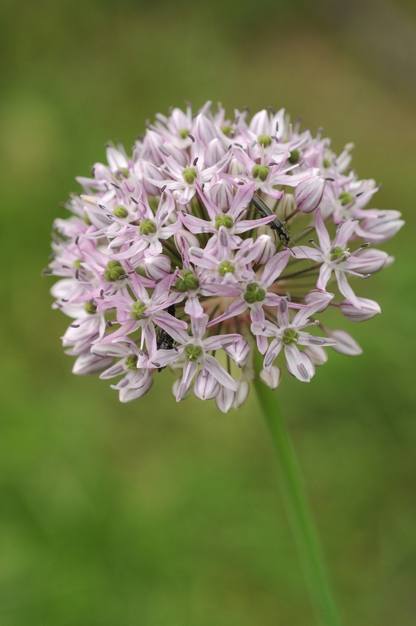 Image of Allium quercetorum specimen.