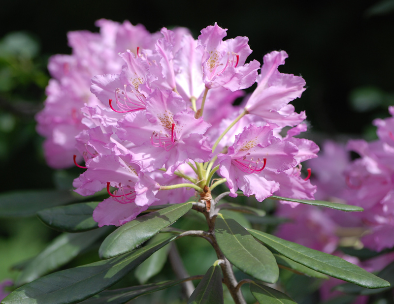 Изображение особи Rhododendron smirnowii.