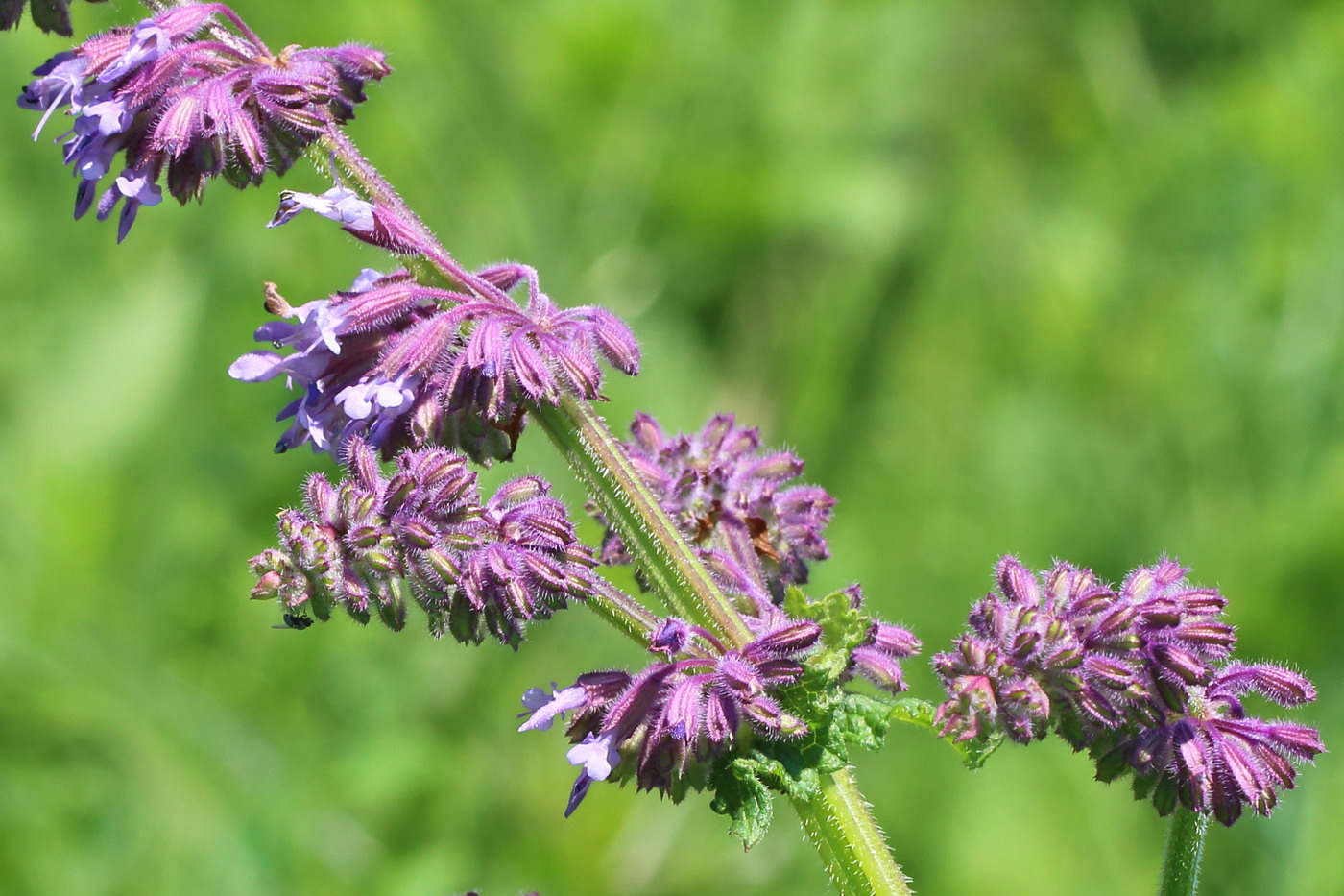 Image of Salvia verticillata specimen.