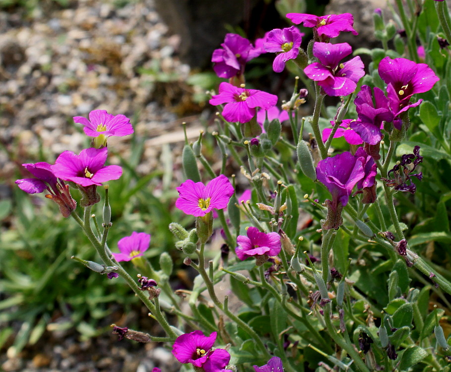 Image of Aubrieta × cultorum specimen.