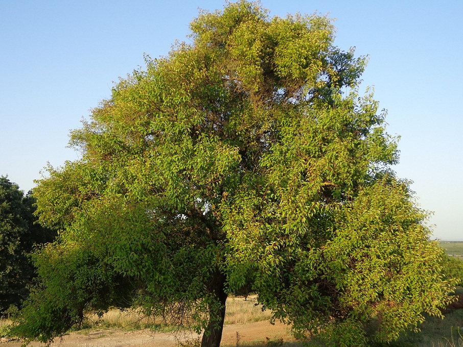 Image of Armeniaca vulgaris specimen.