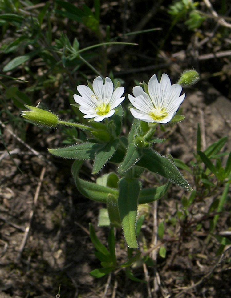 Image of Cerastium nemorale specimen.