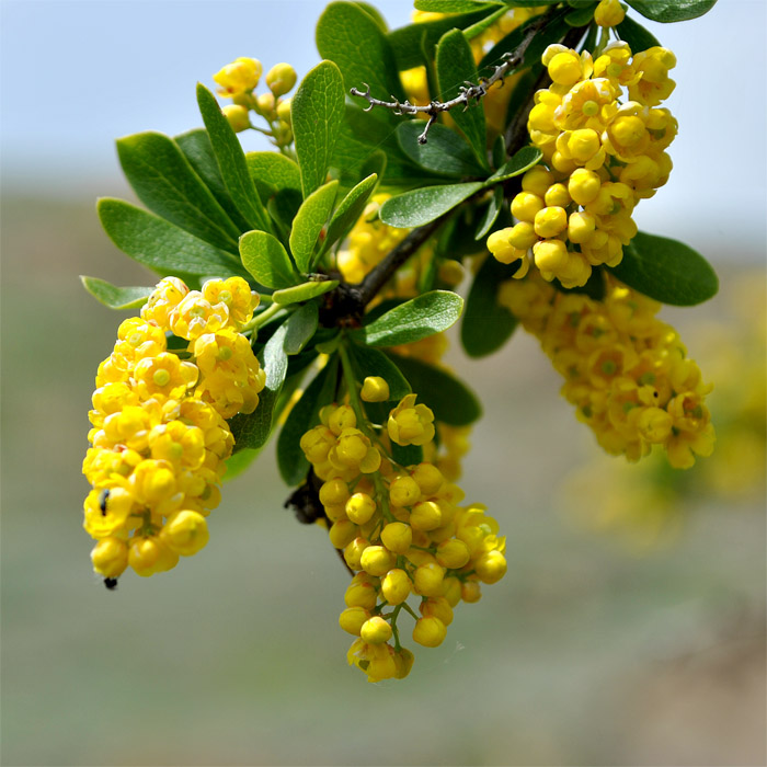 Изображение особи Berberis iberica.