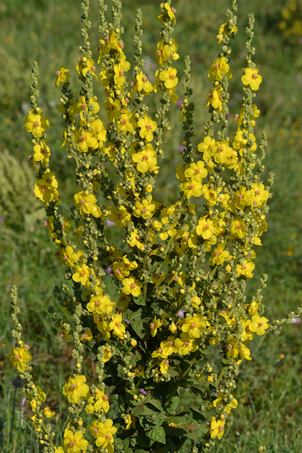 Изображение особи Verbascum pyramidatum.