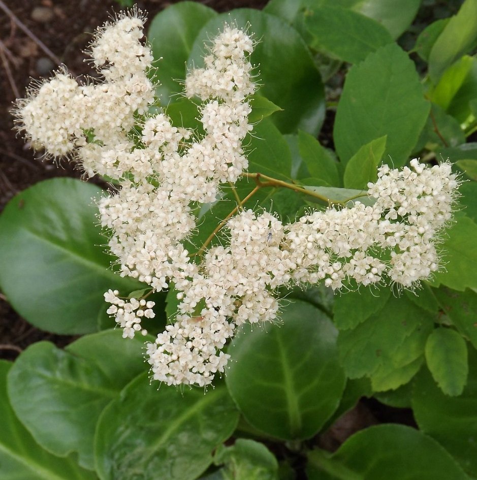 Image of genus Spiraea specimen.