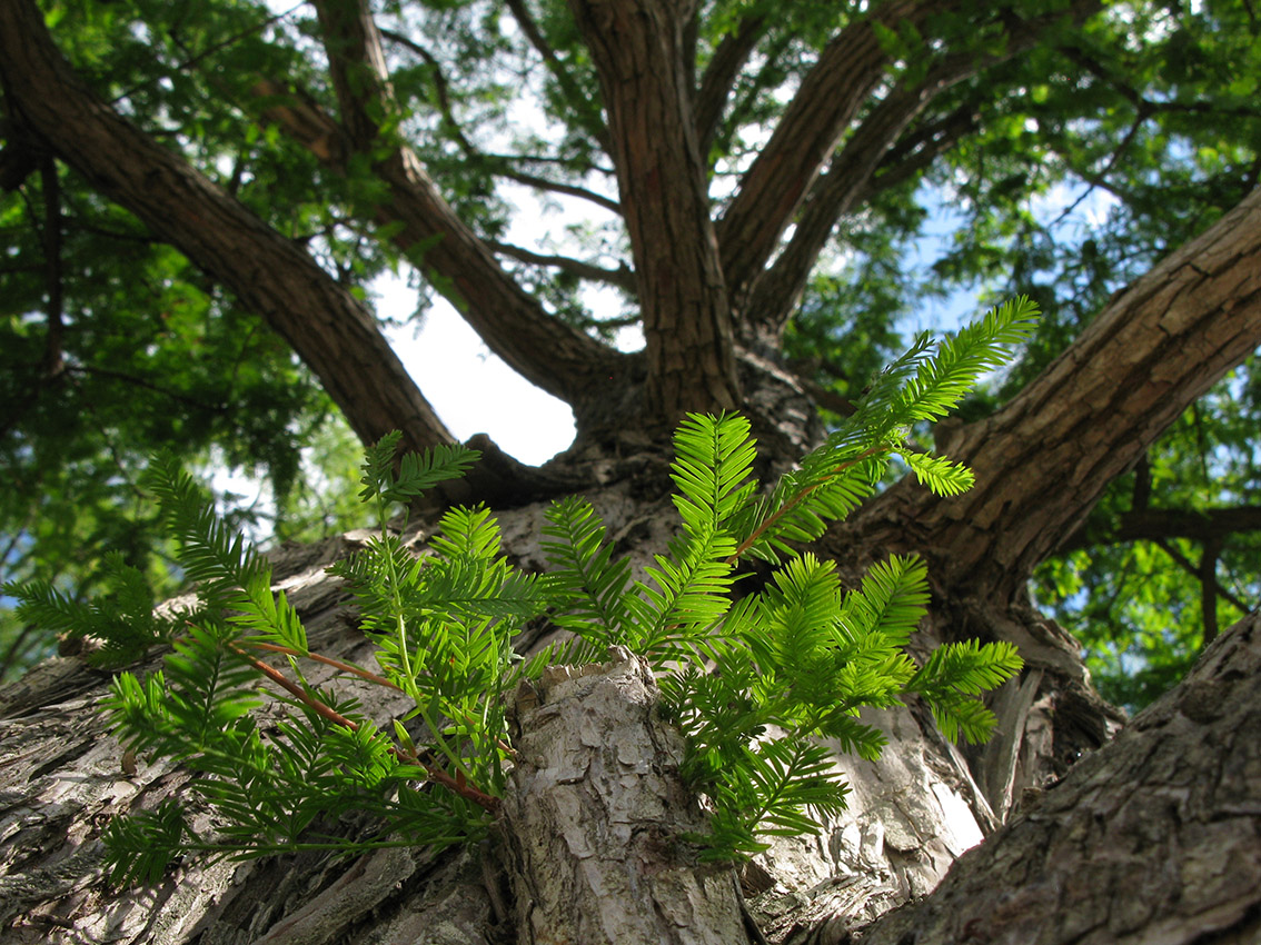 Image of Taxodium distichum specimen.