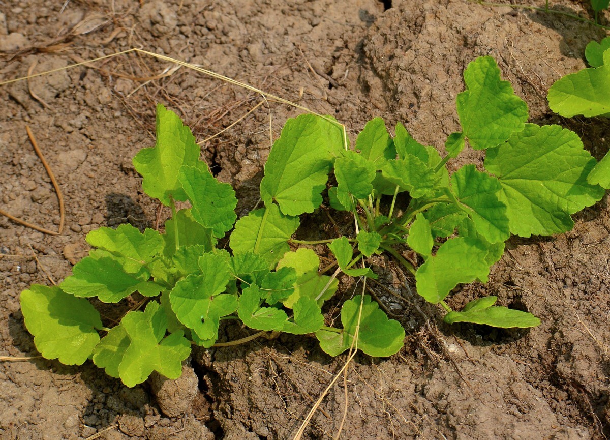 Изображение особи Althaea officinalis.
