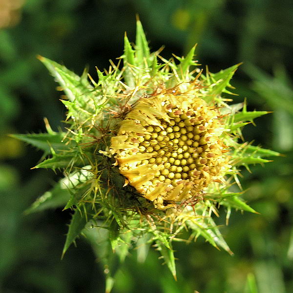 Изображение особи Carlina fennica.