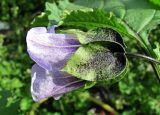 Nicandra physalodes. Цветок. Архангельская обл., Холмогорский р-н, окр. пос. Усть-Пинега, свалка. 21.08.2013.