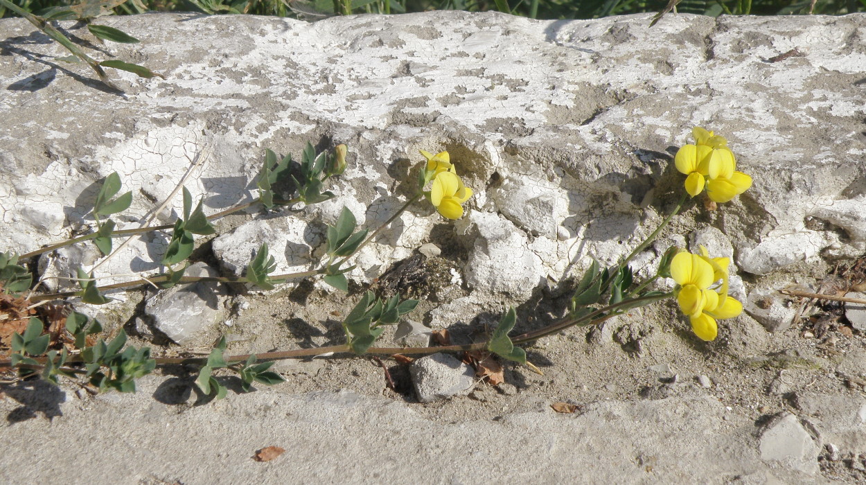 Image of Lotus caucasicus specimen.