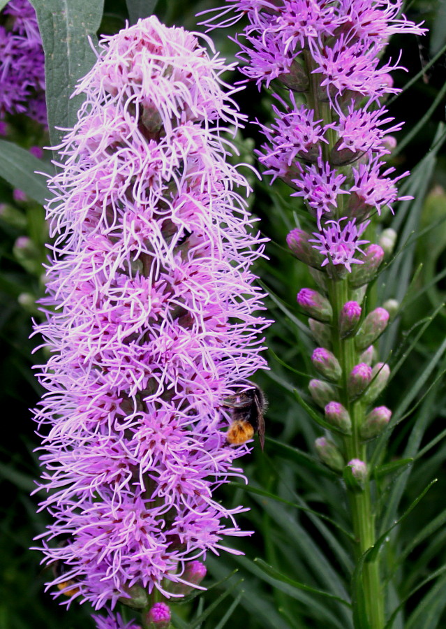 Image of Liatris spicata specimen.