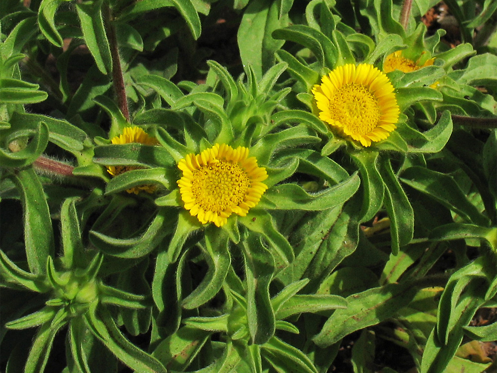 Изображение особи Asteriscus aquaticus.