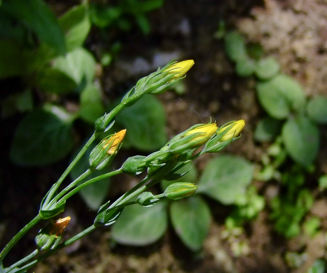 Image of Blackstonia perfoliata specimen.