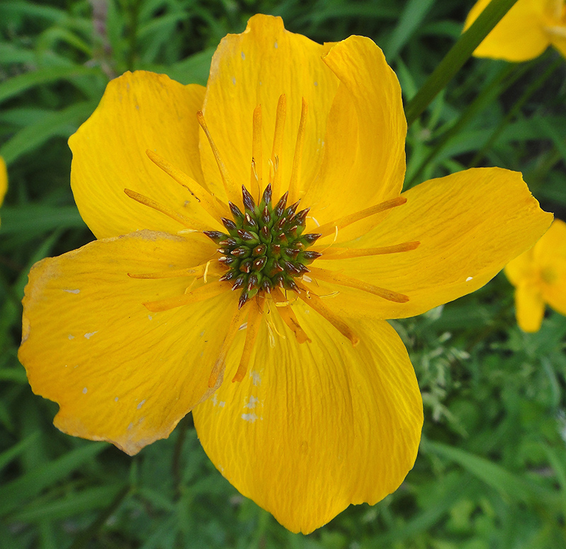 Изображение особи Trollius vicarius.