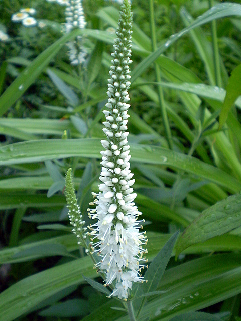 Image of Veronica spicata specimen.