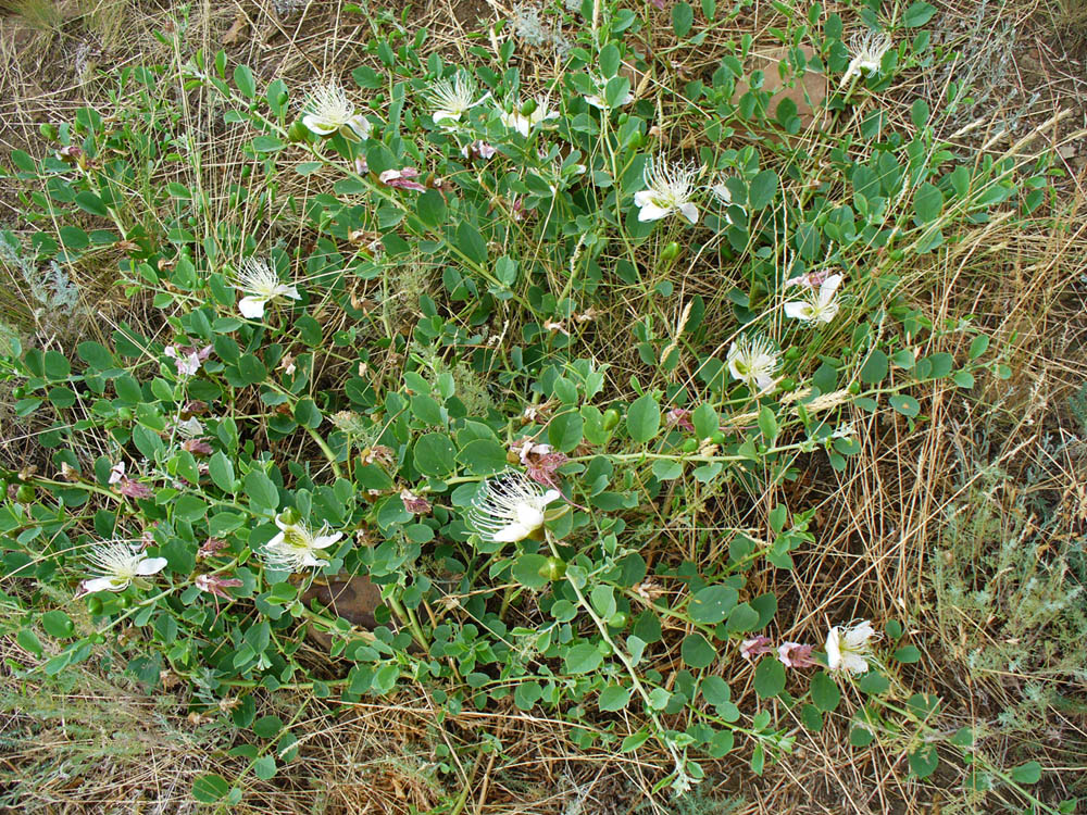 Image of Capparis herbacea specimen.