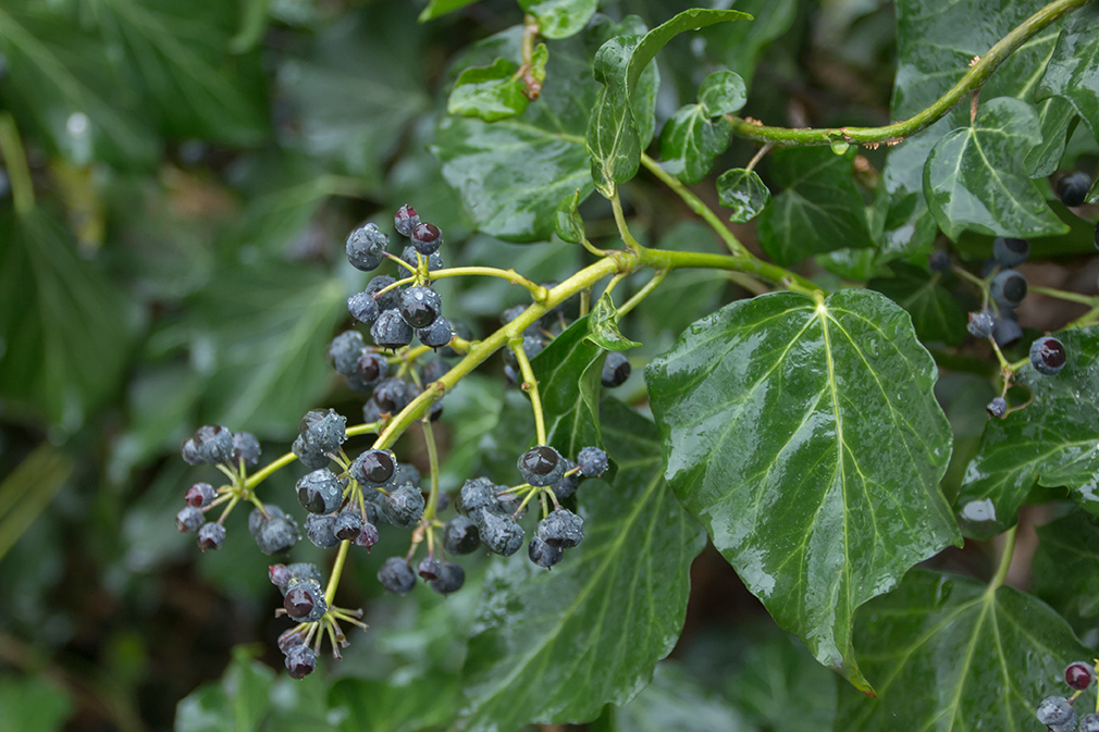 Image of Hedera helix specimen.