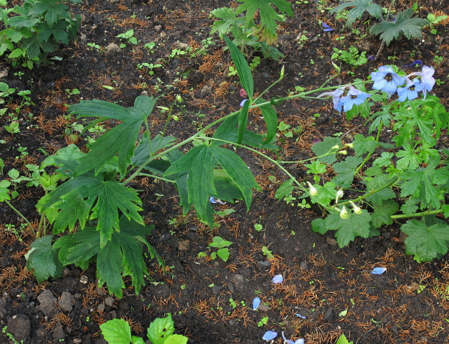 Image of Delphinium &times; phoeniceum specimen.