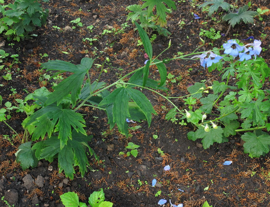 Изображение особи Delphinium &times; phoeniceum.