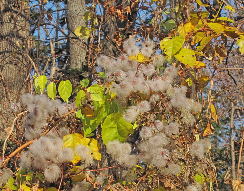 Изображение особи род Clematis.