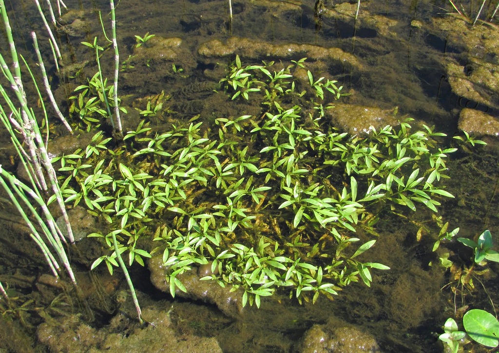 Изображение особи Myosotis palustris.