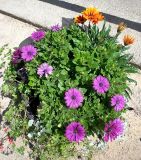 genus Dimorphotheca. Цветущие растения (на заднем плане - Gazania × hybrida). Латвия, Рундала, парк дворцового комплекса Бирона. 31.07.2013.