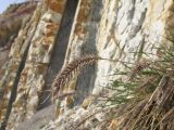 Agropyron pinifolium. Прошлогоднее сухое соплодие. Краснодарский край, г. Новороссийск, обрывисто-осыпной береговой склон. 01.03.2014.